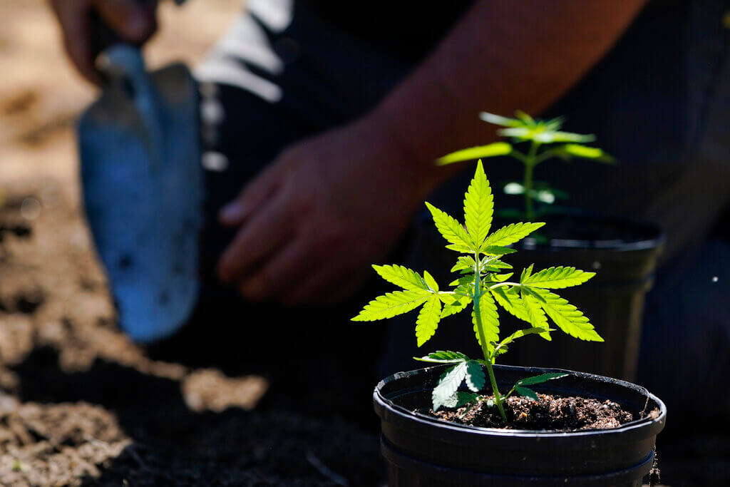 New York First Marijuana Crop
