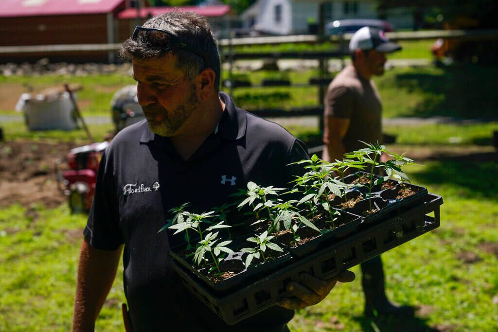 New York First Marijuana Crop