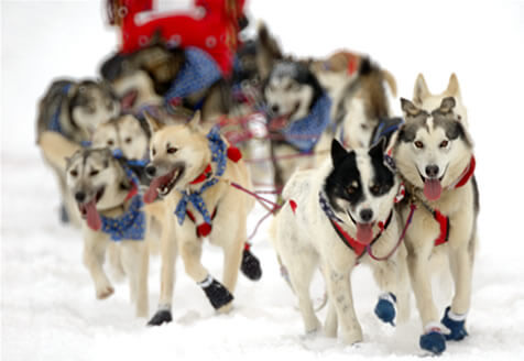 iditarod2