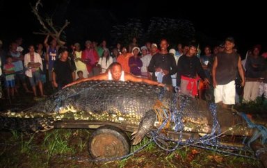 Philippines Giant Crocodile