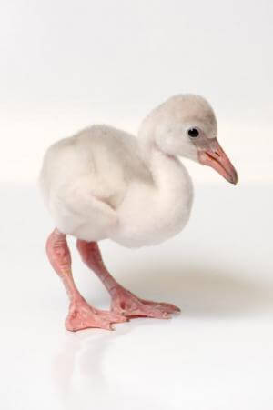 20120531_baby_flamingo_chick_7-300×451