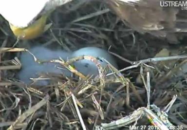 Decorah Eagles Camera