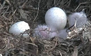 Decorah Eagles Camera