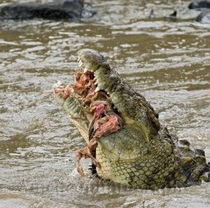Crocodile