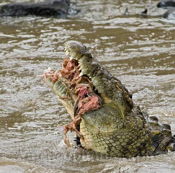 Crocodile