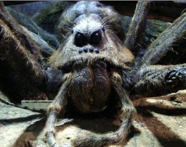 Spiders