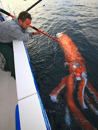 978598-giant-squid