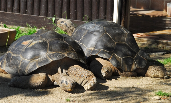 Tortoise Divorce