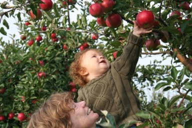 Apple_picking