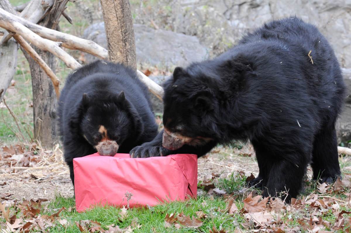 _Julie Larsen Maher 0614 Andean Bears with Present Enrichment QZ 12 20 11