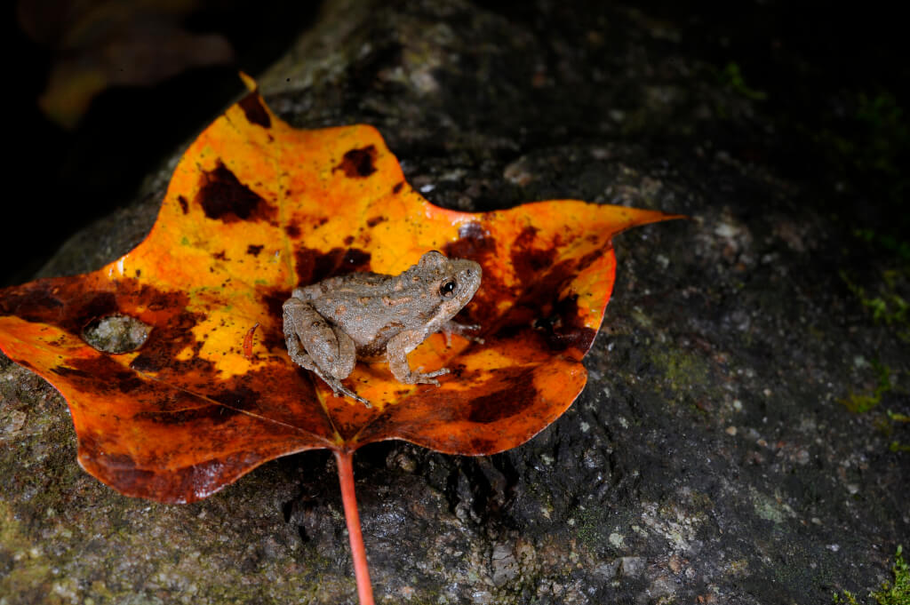 _Julie Larsen Maher 3413 Cricket Frog Project 9 11