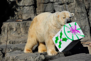 Julie Larsen Maher 9014 Polar Bear Gus with Presents CPZ 12 13 08