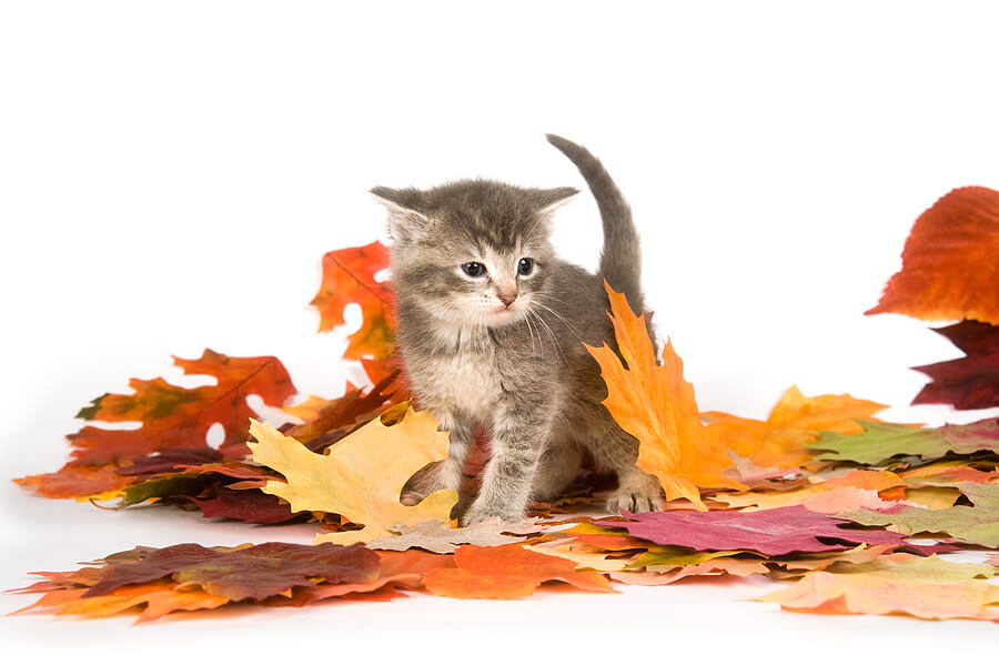 Kitten_And_Fall_Leaves_5107417