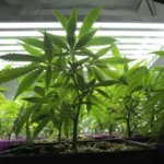 marijuana