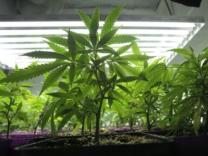 Legalizing_Marijuana_t640