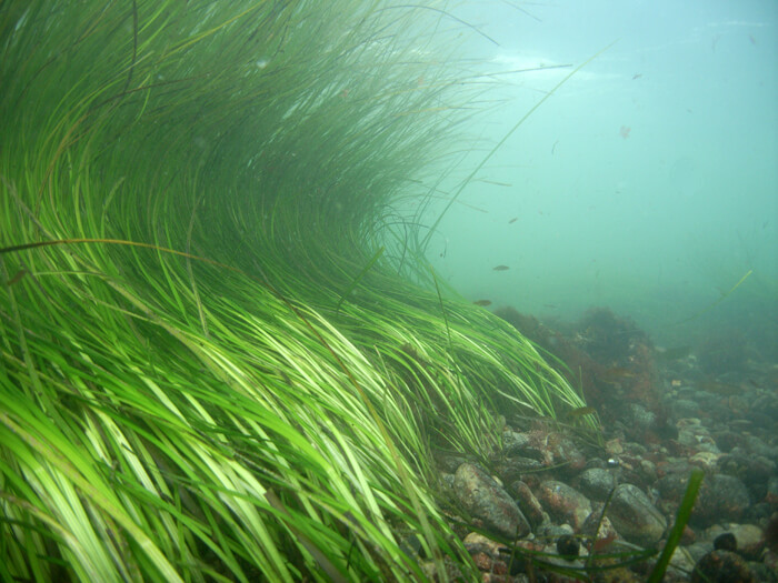 Long Island Sound eelgrass