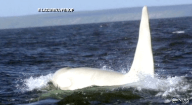 All White Killer Whale