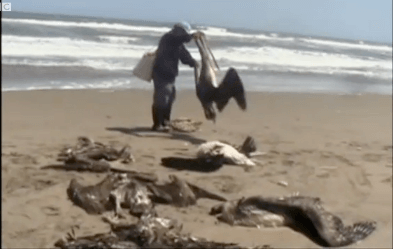 Dead Pelicans