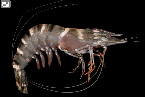 Cannibal Shrimp