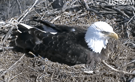 Decorah Eagle