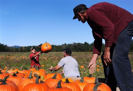 Pumpkin Picking