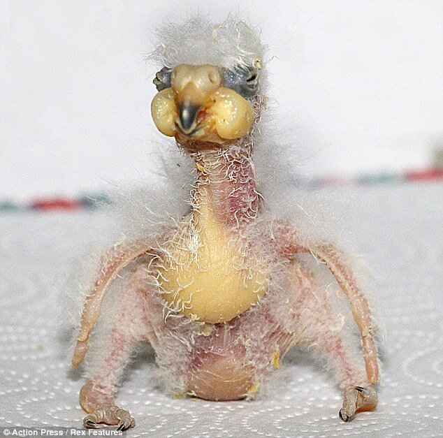 Ugliest Bird Nelson