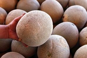 Cantaloupe