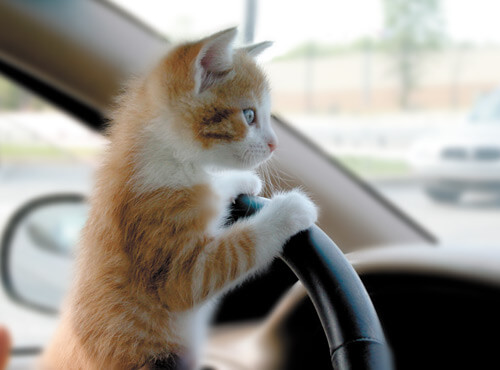 cat-driving