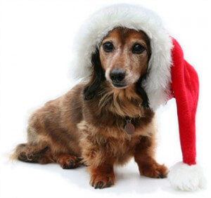 christmas dog gifts1 350x330 300x282 1