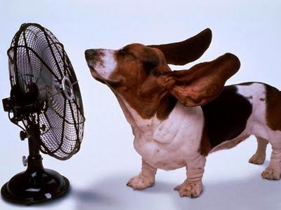 dogs