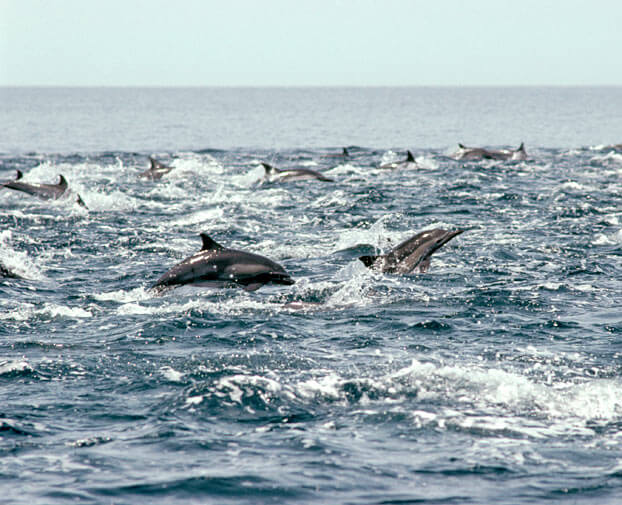 Dolphin Stampede