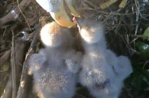 Eaglet Rivalry