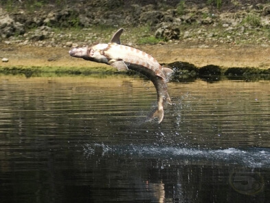 fish-jumps-in-boat-breaks-womans-leg_393_295_s_100_images_wkrg_mobile_alabama_0_0_10_r_b_0_0