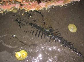 fossil