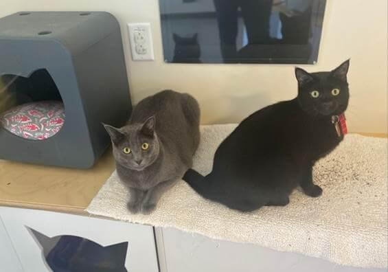 gingerbread and cranberry