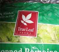 lettuce