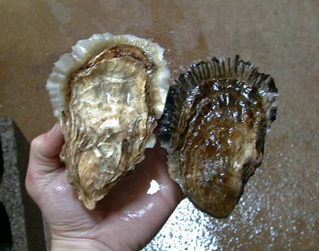 oyster