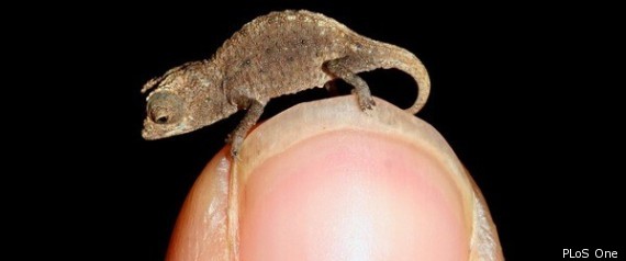 Tiniest Chameleon