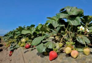 strawberries ventura county