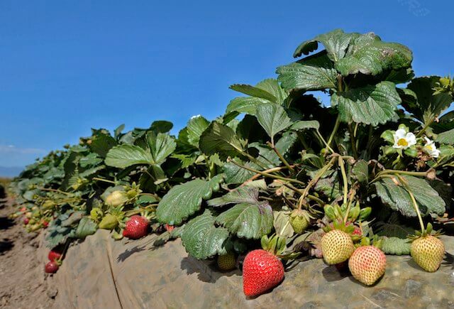 Strawberry Skirmish