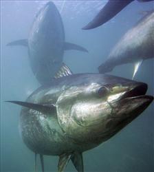 Bluefin Tuna