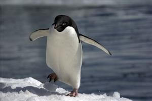 Penguin