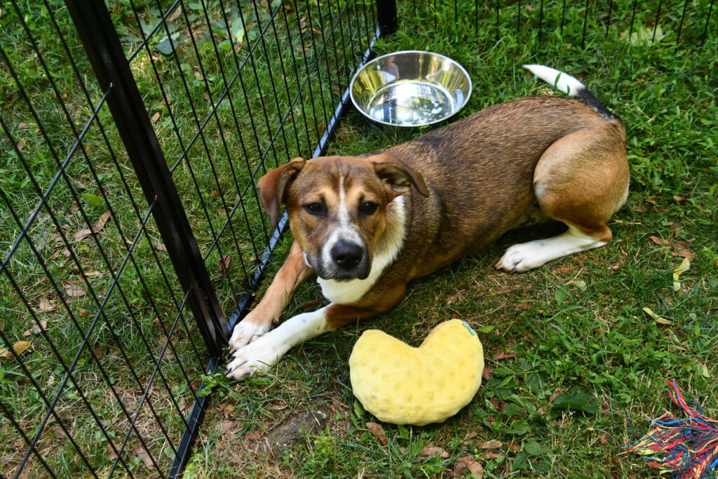 Image 12 Camp Happy Tails Rescue NYC third Annual Poolside Fundraiser