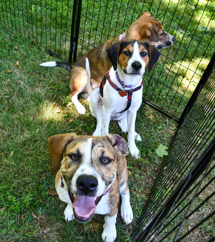 Image 13 Camp Happy Tails Rescue NYC Third Annual Poolside Fundraiser