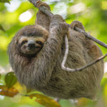 sloth encounters