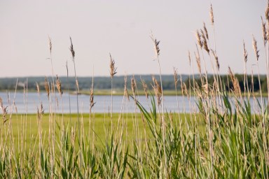 Hampton’s Marsh Land