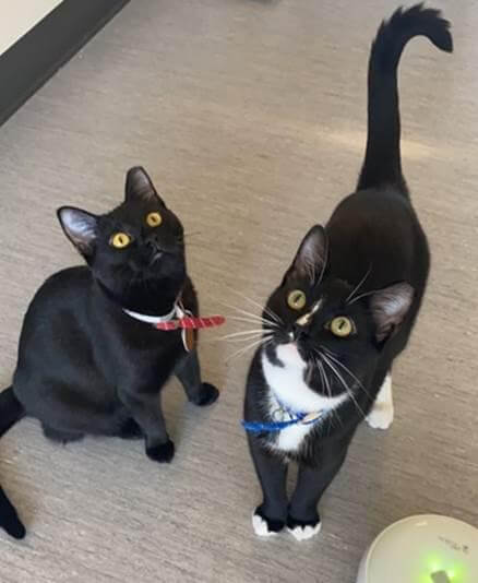 Oscar and Midnight