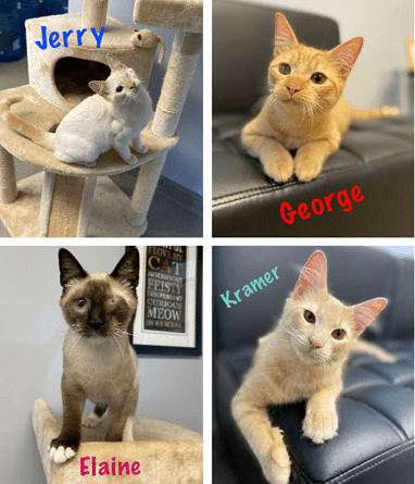 Seinfeld Kittens