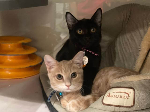 lollipop and candy corn