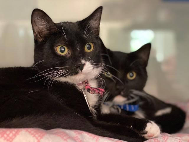 mystique and magneto